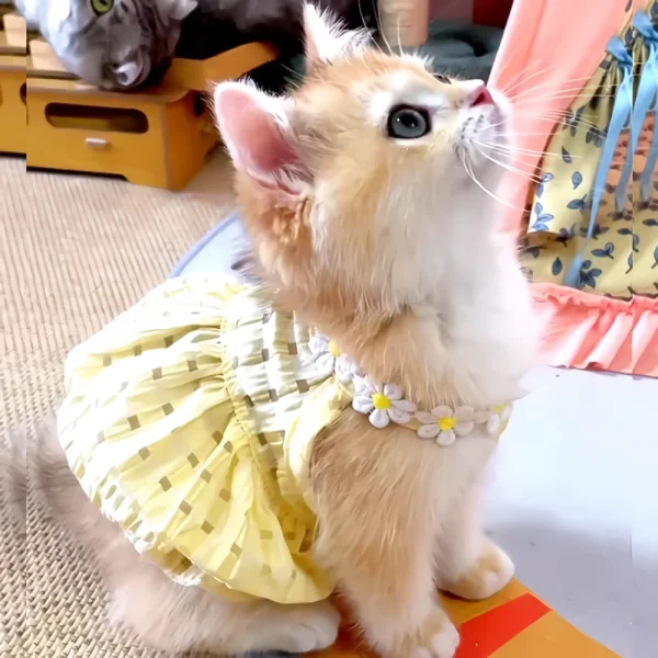 Pretty Small Cat Dress Summer